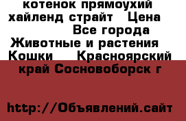 котенок прямоухий  хайленд страйт › Цена ­ 10 000 - Все города Животные и растения » Кошки   . Красноярский край,Сосновоборск г.